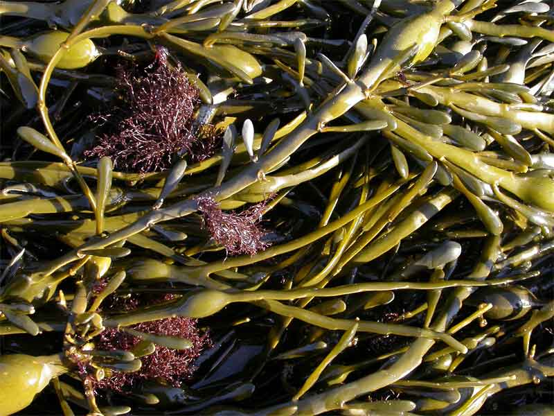 Photos of Ascophyllum Nodosum