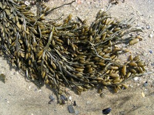 Ascophyllum Nodosum Pictures Pictures of Ascophyllum Nodosum