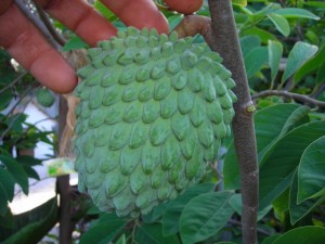 Atemoya Images Images of Atemoya