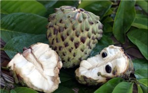 Atemoya Photos Photos of Atemoya