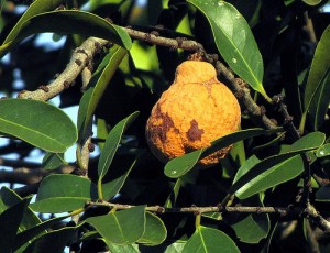 Bacupari Images Images of Bacupari