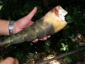 Bamboo Shoot