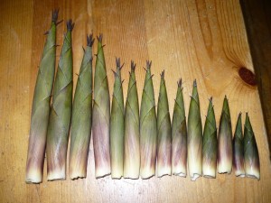 Bamboo Shoots Pictures