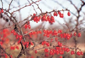 Barberry Barberry Images