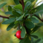 photos of Barberry