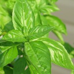 Basil Picture