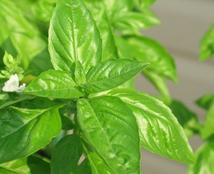 Basil Picture