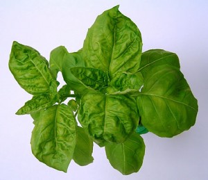 Images of Basil