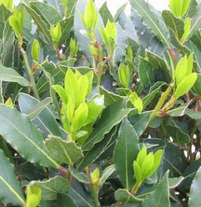 Images of Bay Leaf