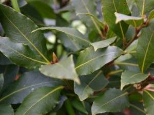 Pictures of Bay Leaf