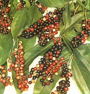 Bignay Bignay Picture