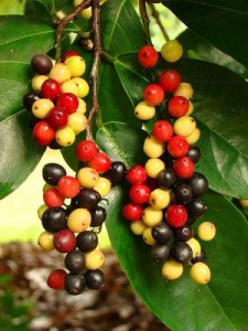 Bignay Images Images of Bignay