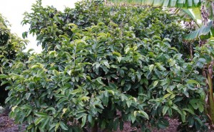 Bignay Tree Bignay Tree Image