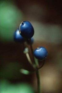 Images of Bilberry