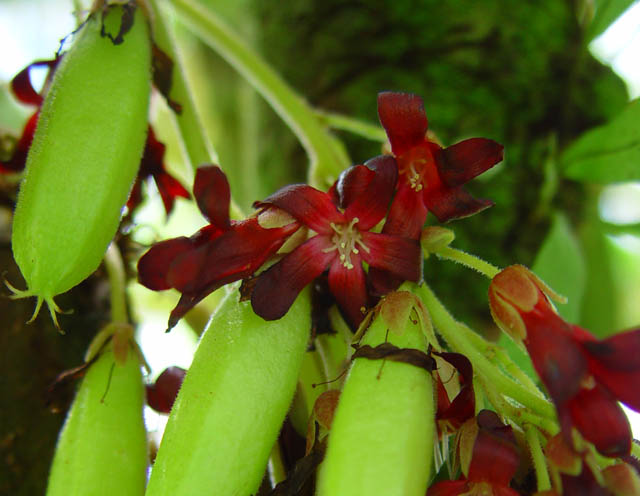 Images of Bilimbi