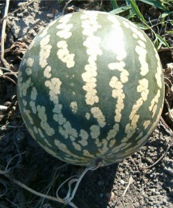 Bitter Apple (Citrullus colocynthis) Picture