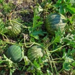 Images of Bitter Apple (Citrullus colocynthis)