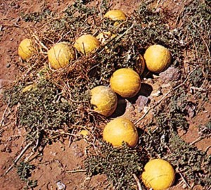 Photos of Bitter Apple (Citrullus colocynthis)