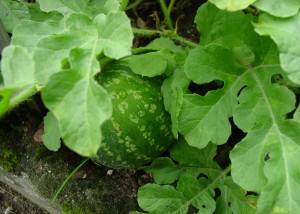 Pictures of Bitter Apple (Citrullus colocynthis)