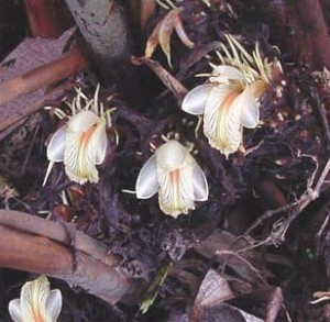 Black Cardamom Flowers Photo