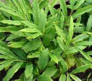 Black Cardamom Plants Image