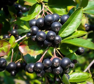 Black Chokeberry
