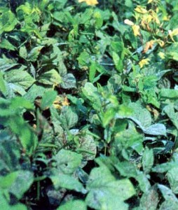 Black Gram Plant Black Gram Plant Image