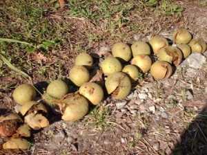 Images of Black Walnut