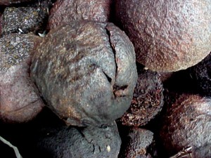 Pictures of Black Walnut