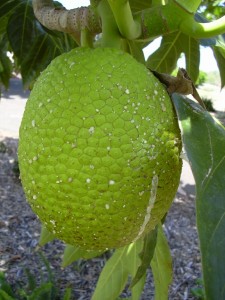 Breadfruit Images