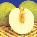 photos of breadfruit