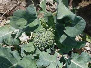 Broccoli Plant Picture