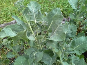 Broccolini Plant