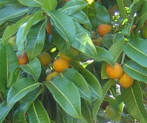 Brosimum alicastrum Picture