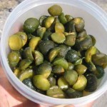 Pictures of Brosimum alicastrum