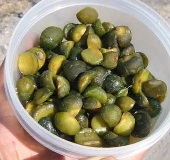 Pictures of Brosimum alicastrum