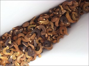 Calendula Officinalis Seed Image