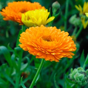 Calendula officinalis (Pot Marigold) Picture
