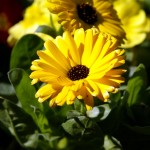 Images of Calendula officinalis (Pot Marigold)
