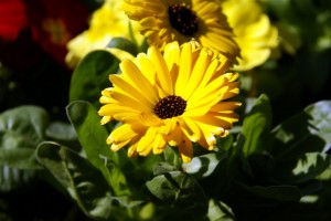 Images of Calendula officinalis (Pot Marigold)