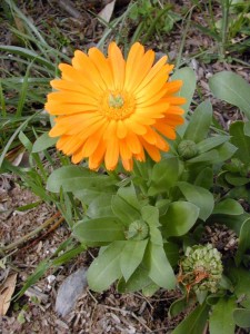 Pictures of Calendula officinalis (Pot Marigold)