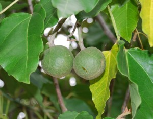 Candlenut Candlenut Picture