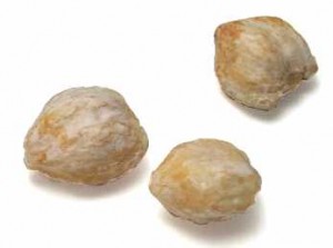 Candlenut Pictures Pictures of Candlenut