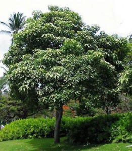 Candlenut Tree Candlenut Tree Image