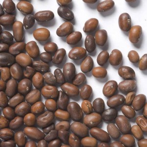 Images of Caragana Arborescens