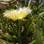 Photos of Carpobrotus Edulis