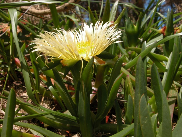 Photos of Carpobrotus Edulis