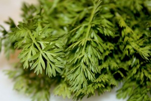 Carrot Greens Images