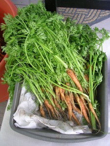 Carrot Greens Pictures