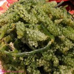 Photos of Caulerpa Lentillifera